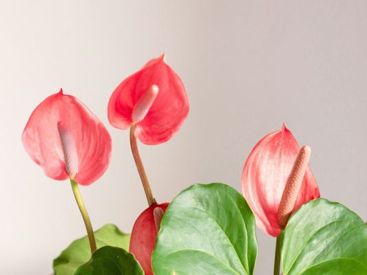 Irigasi Anthurium Modern dengan Pompa Tenaga Surya Lorentz