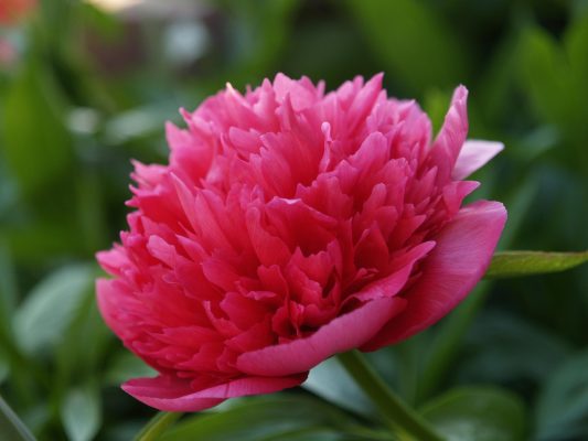 Memilih Pompa Tenaga Surya Peony dengan Irigasi Tetes