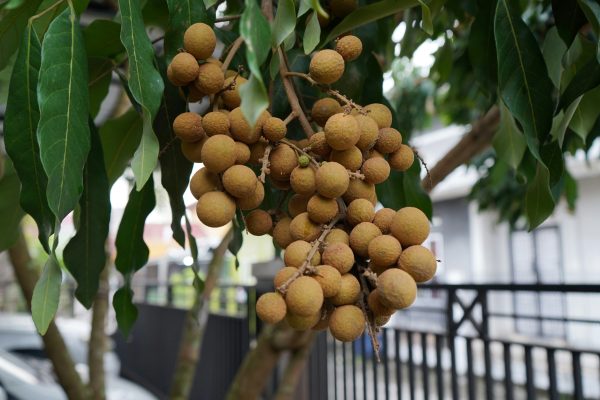 Memilih Pompa Tenaga Surya untuk Kebun Buah Modern