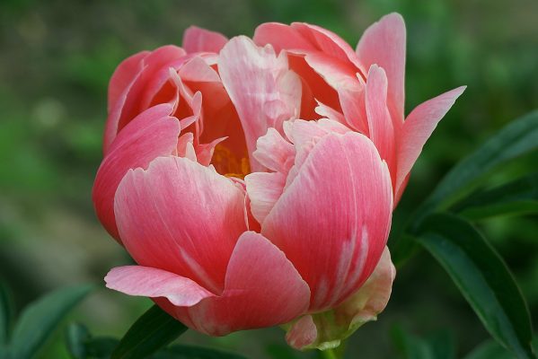 Memilih Pompa Tenaga Surya Peony Saat Hujan