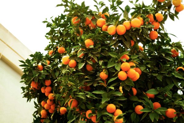 Energi Surya untuk Pertanian dengan PLTS untuk Kebun Jeruk Cerdas