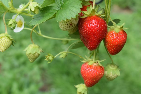 Energi Surya untuk Pertanian Strawberry Greenhouse Modern