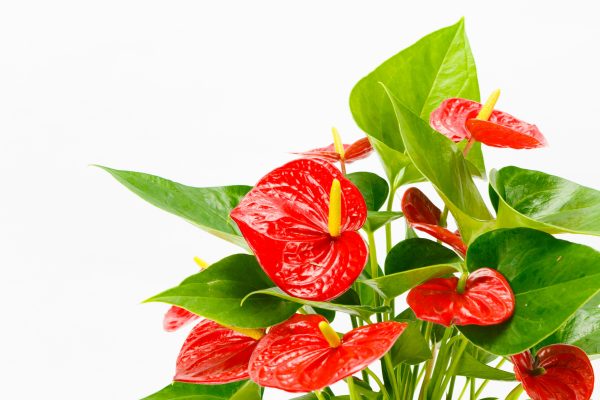 Memilih Pompa Tenaga Surya untuk Anthurium di Greenhouse
