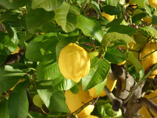 Energi Surya untuk Pertanian Lemon dan Irigasi Modern