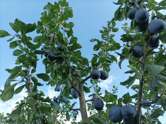 Memilih Pompa Tenaga Surya untuk Irigasi Tetes Plum