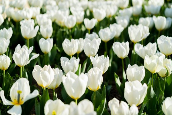 Energi Surya untuk Pertanian Tulip yang Lebih Efisien