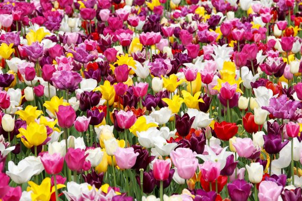 Memilih Pompa Tenaga Surya Lorentz untuk Tulip Hemat Energi