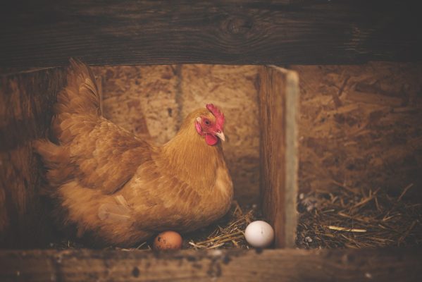 Memilih Pompa Tenaga Surya untuk Ayam Ramah Lingkungan