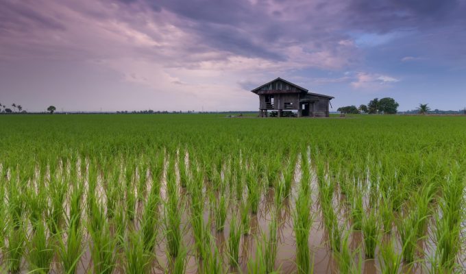 Memilih Pompa Tenaga Surya Sesuai Luas Sawah dan Debit