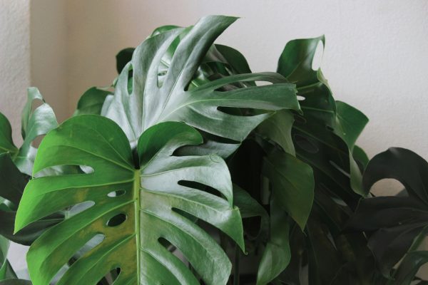 Memilih Pompa Tenaga Surya untuk Greenhouse Monstera yang Otomatis