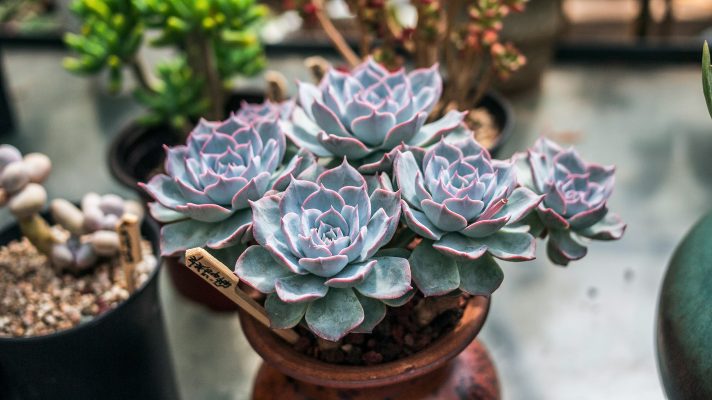 Cara Memilih Pompa Tenaga Surya untuk Kebun Sukulen