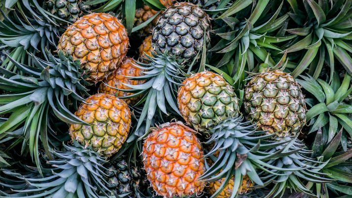 Energi Surya untuk Pertanian Nanas yang Lebih Efisien