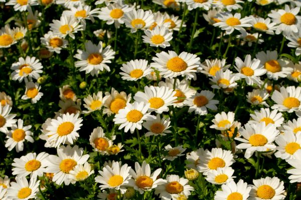 Memilih Pompa Tenaga Surya untuk Fertigasi Daisy