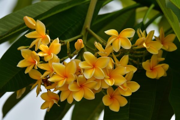 Memilih Pompa Tenaga Surya untuk Sumur Kebun Kamboja