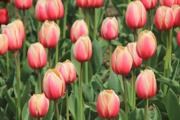 Memilih Pompa Tenaga Surya Lorentz untuk Tulip Modern