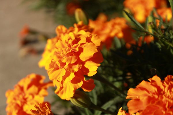 Memilih Pompa Tenaga Surya untuk Marigold di Rumah Kaca