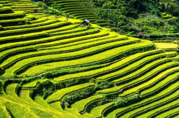 Memilih Pompa Tenaga Surya untuk Sawah Ramah Lingkungan