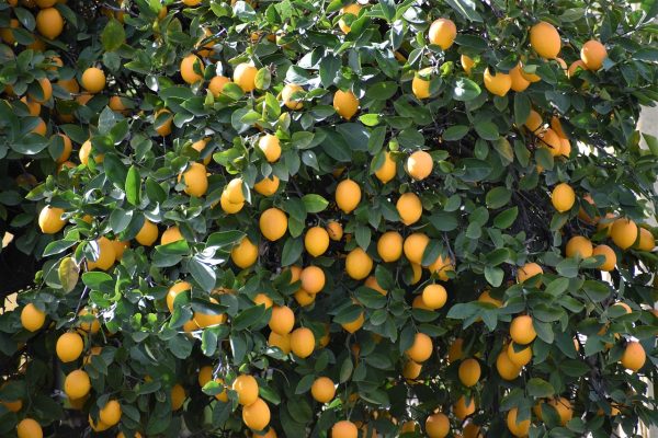 Energi Surya untuk Pertanian Lemon dan Ketersediaan Air