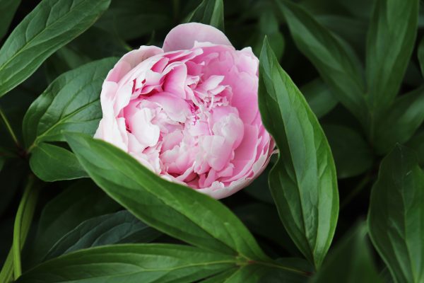 Memilih Pompa Tenaga Surya untuk Peony Hemat Air