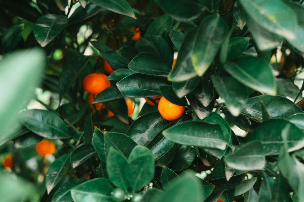 Energi Surya untuk Pertanian dengan PLTS Dukung Kebun Jeruk Organik