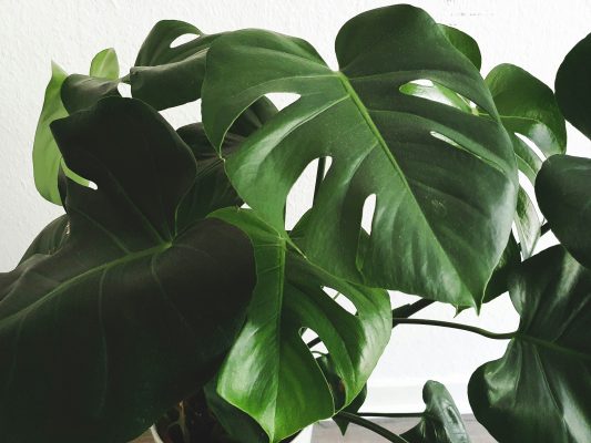 Memilih Pompa Tenaga Surya untuk Greenhouse Tanaman Monstera