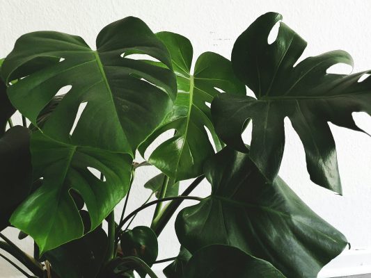 Memilih Pompa Tenaga Surya untuk Monstera Skala Komersial