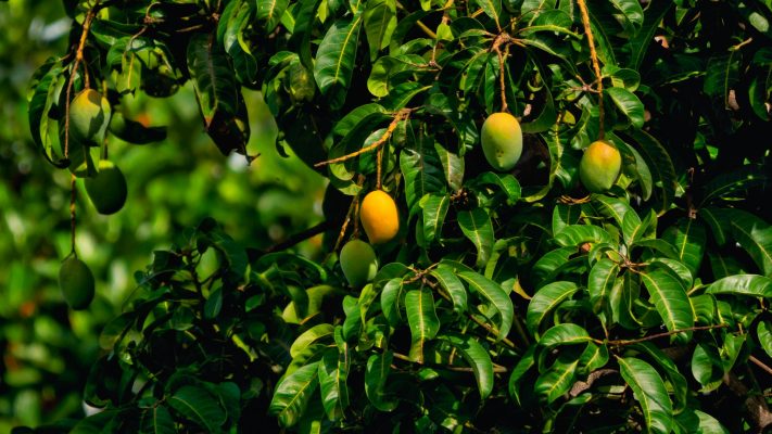 Energi Surya untuk Pertanian Mangga Ramah Lingkungan