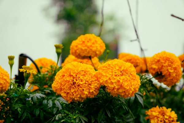 Memilih Pompa Tenaga Surya untuk Irigasi Marigold