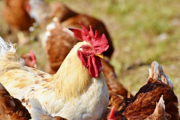 Memilih Pompa Tenaga Surya untuk Air Minum Ayam