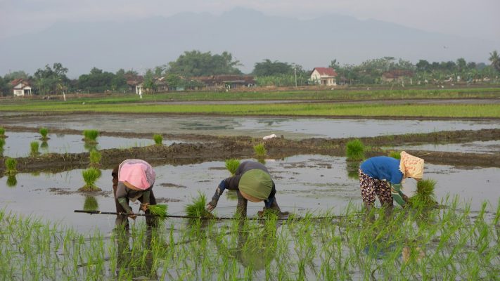 Energi Surya untuk Pertanian Hortikultura Pascapanen