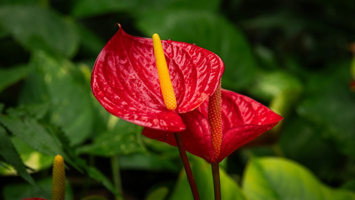 Memilih Pompa Tenaga Surya untuk Anthurium Berkelanjutan