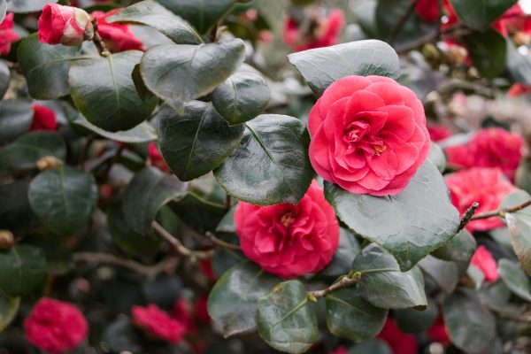 Memilih Pompa Tenaga Surya Camelia dengan Cloud Terintegrasi