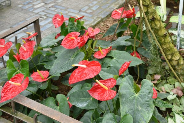 Memilih Pompa Tenaga Surya LORENTZ untuk Anthurium
