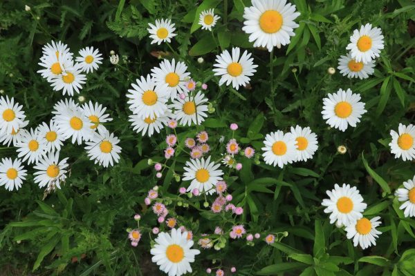 Memilih Pompa Tenaga Surya untuk Daisy di Rumah Kaca