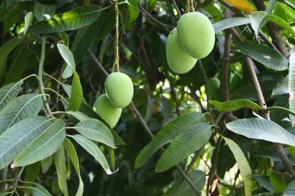 Energi Surya untuk Pertanian Mangga dan Irigasi Tetes