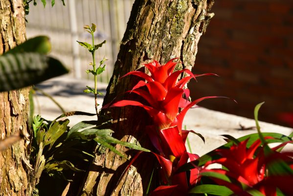 Memilih Pompa Tenaga Surya untuk Bromelia Tahan Musim yang Efisien