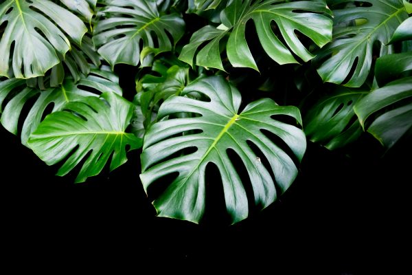 Memilih Pompa Tenaga Surya Berdasarkan Kualitas Air Monstera