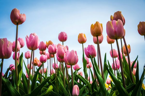 Energi Surya untuk Pertanian Tulip dengan Pompa Otomatis