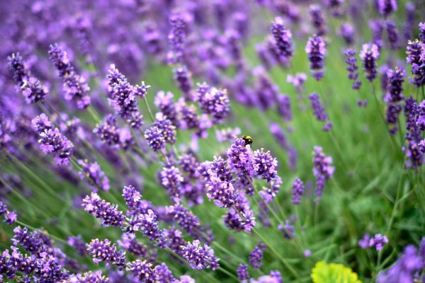 Memilih Pompa Tenaga Surya untuk Irigasi Lavender