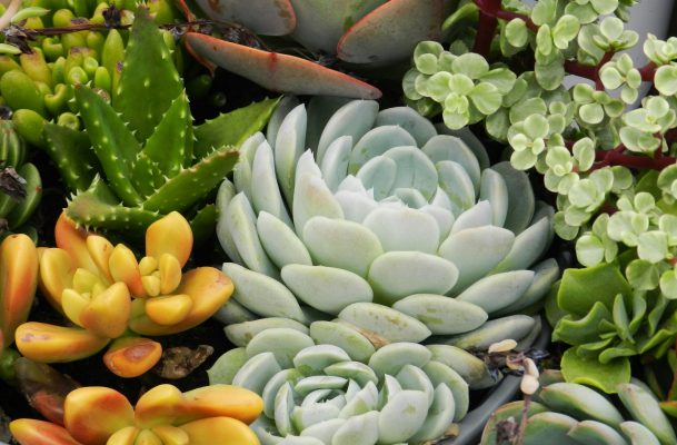 Cara Memilih Pompa Tenaga Surya Hemat Air untuk Sukulen