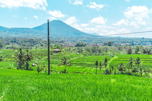 Memilih Pompa Tenaga Surya untuk Irigasi Cerdas