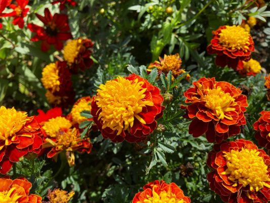 Memilih Pompa Tenaga Surya untuk Marigold Berbasis Sensor