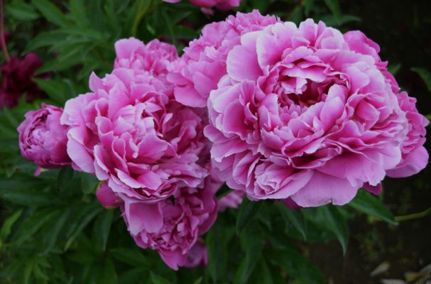 Memilih Pompa Tenaga Surya dengan Sensor Tanah Pada Peony