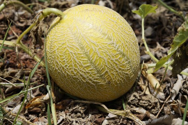 Energi Surya untuk Pertanian Melon Berbasis Smart Farming