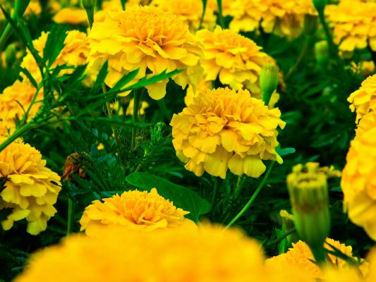Memilih Pompa Tenaga Surya untuk Budidaya Marigold di Lahan Terbuka 