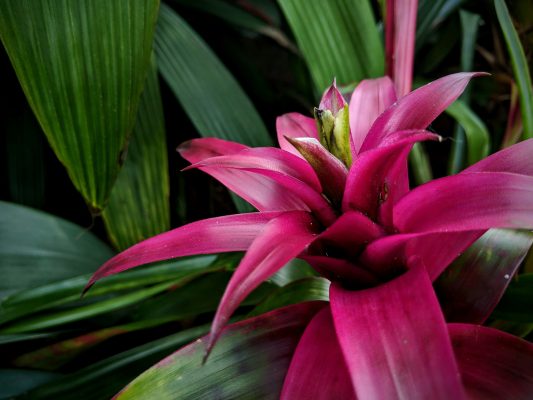 Memilih Pompa Tenaga Surya Lorentz untuk Budidaya Bromelia