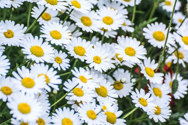 Memilih Pompa Tenaga Surya Hemat Air untuk Daisy