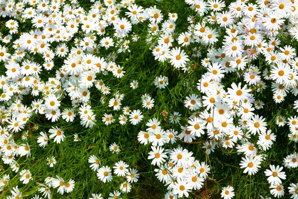 Memilih Pompa Tenaga Surya untuk Daisy yang Efisien Terhadap Air