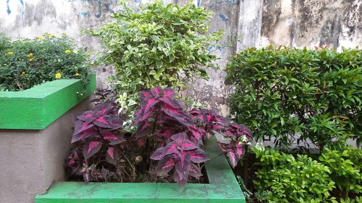 Memilih Pompa Tenaga Surya untuk Tanaman Hias Hemat Air