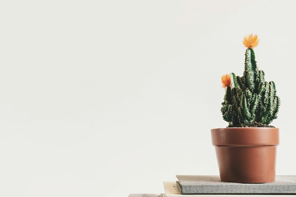 Memilih Pompa Tenaga Surya untuk Budidaya Kaktus Modern